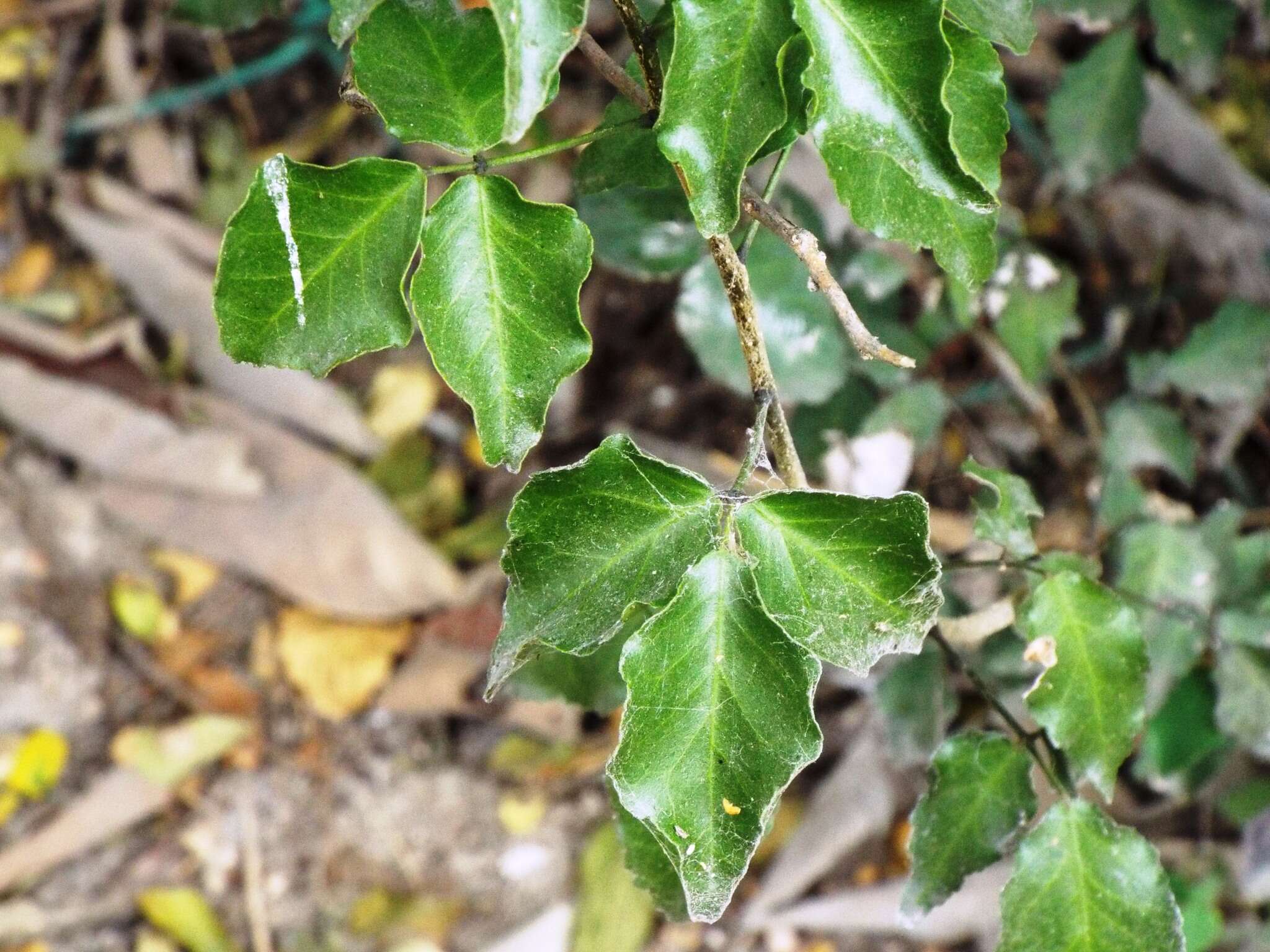 Image of Texas torchwood