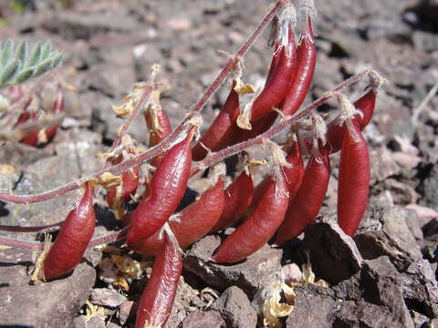 Image of Cotton's milkvetch