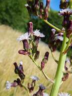 Image of tall blue lettuce