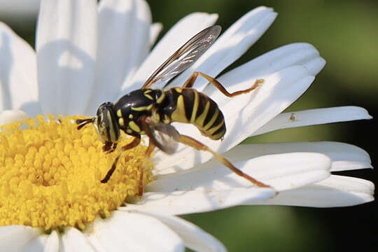 Image of Spilomyia interrupta Williston 1882