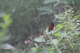 Image of Ramphocelus dimidiatus dimidiatus Lafresnaye 1837