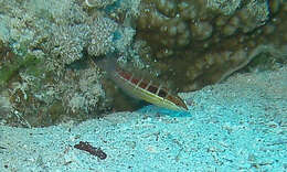 Image of Spot-tail wrasse