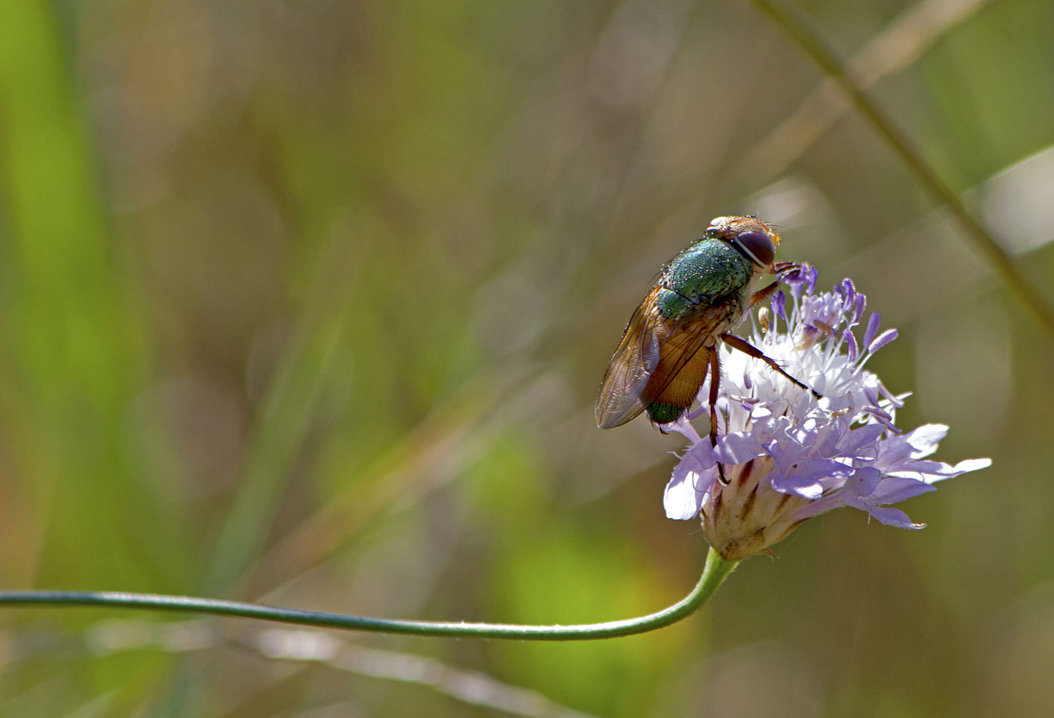 Image of Rhyncomya speciosa (Loew 1844)