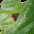 Image of Bacterial leaf spot