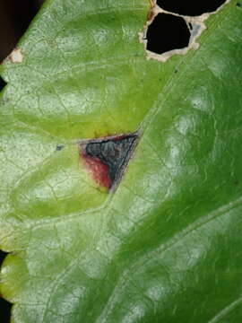 Image of Bacterial leaf spot