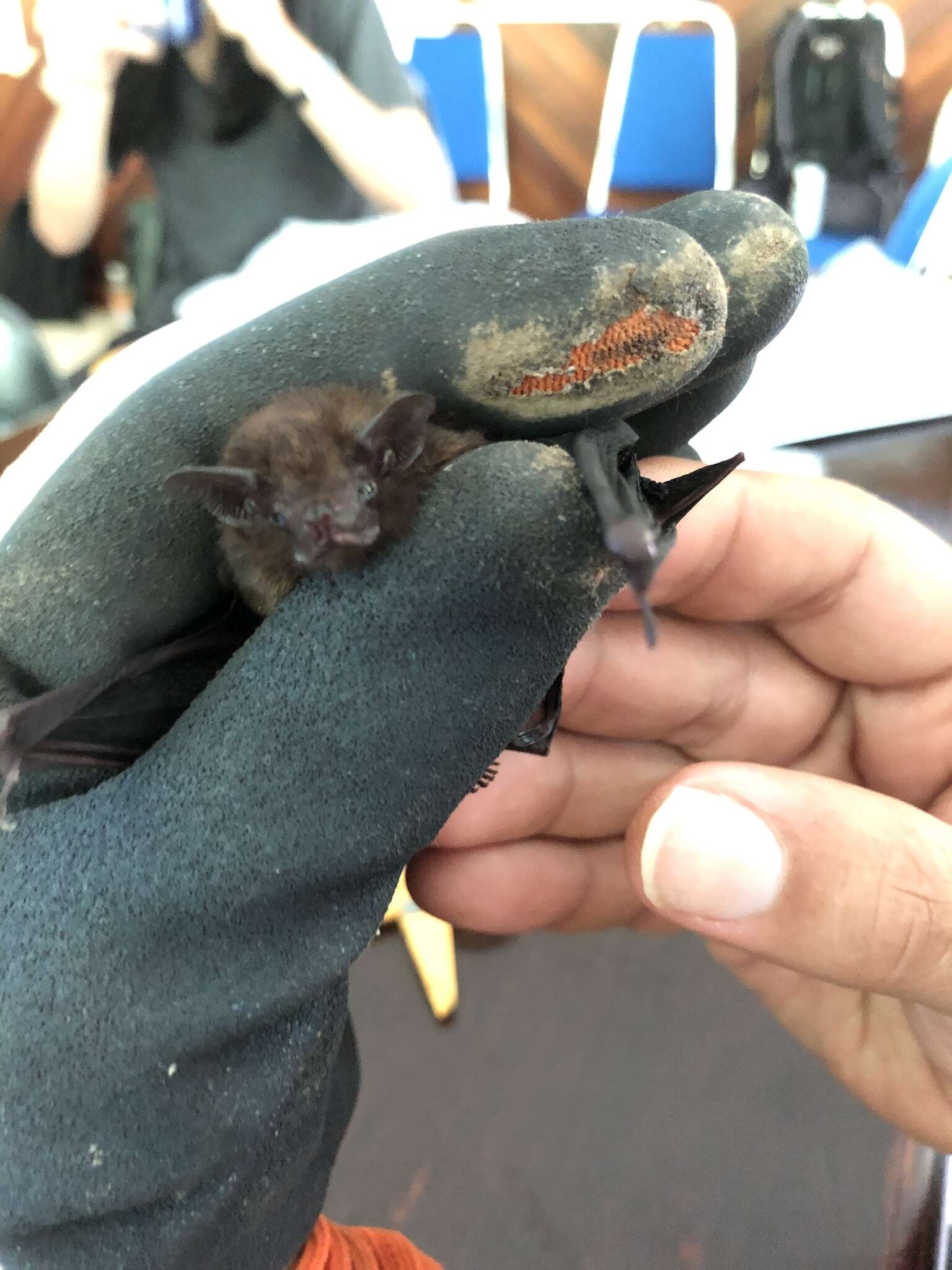Image of Philippine Sheath-tailed Bat