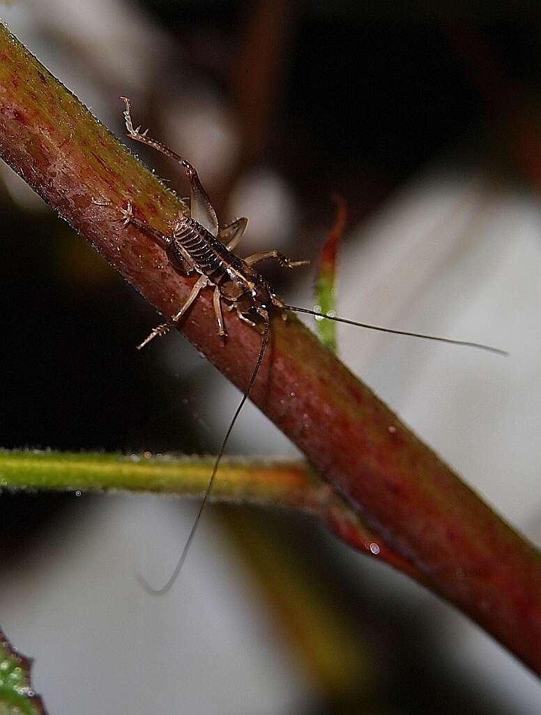 Image of Hemiandrus maia Taylor Smith, Morgan-Richards & Trewick 2013