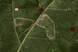 Image of Stigmella tiliella (Braun 1912) Newton et al. 1982