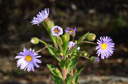 Image de Olearia rudis (Benth.) F. Müll.