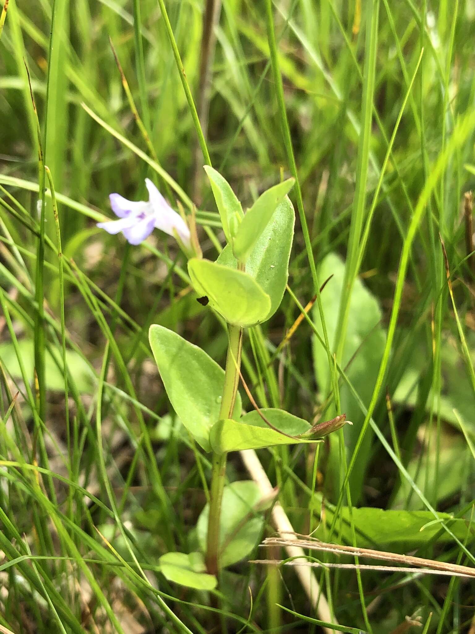 Image of yellowseed false pimpernel