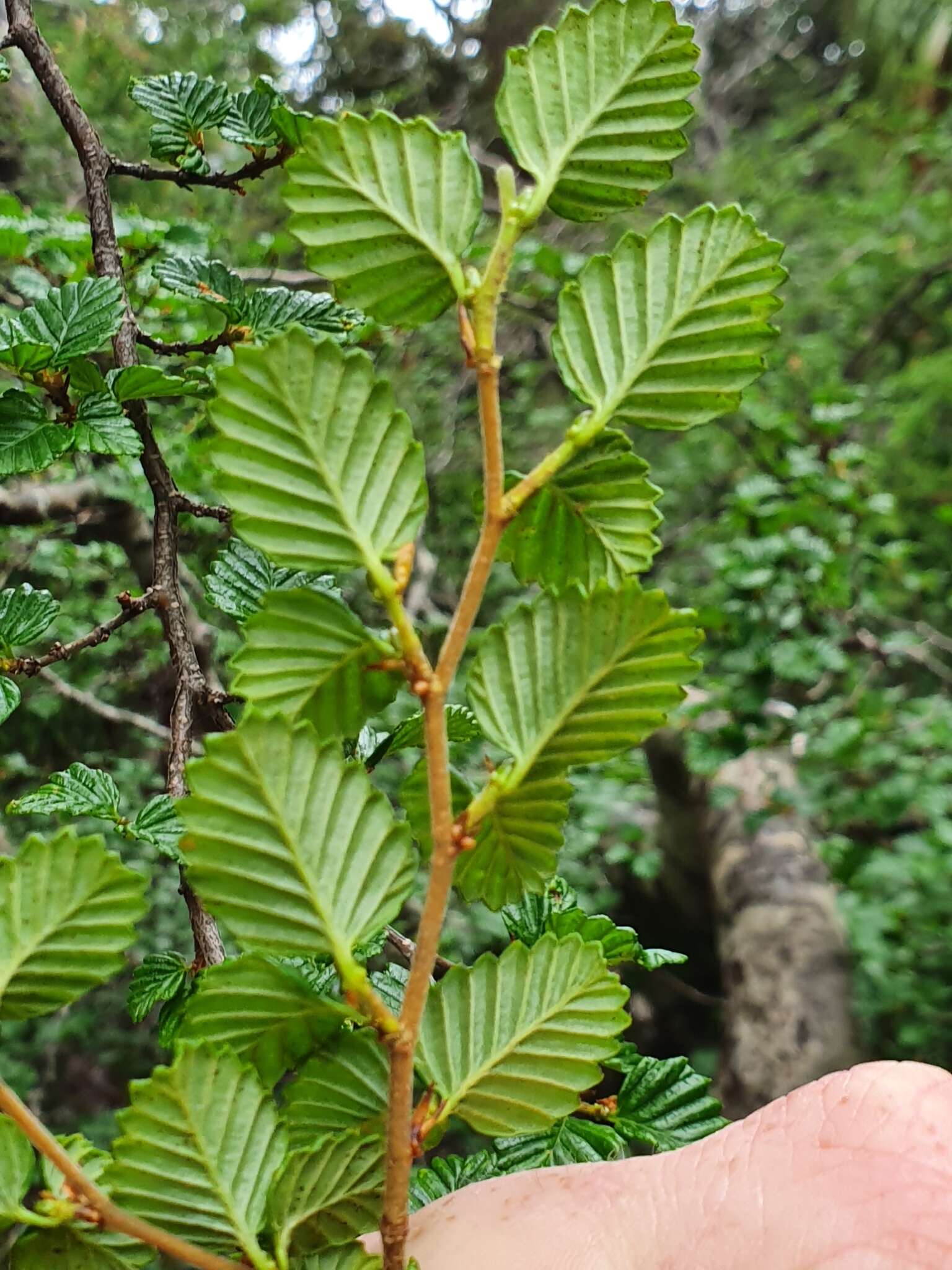 Image of Nothofagus gunnii (Hook. fil.) Oerst.