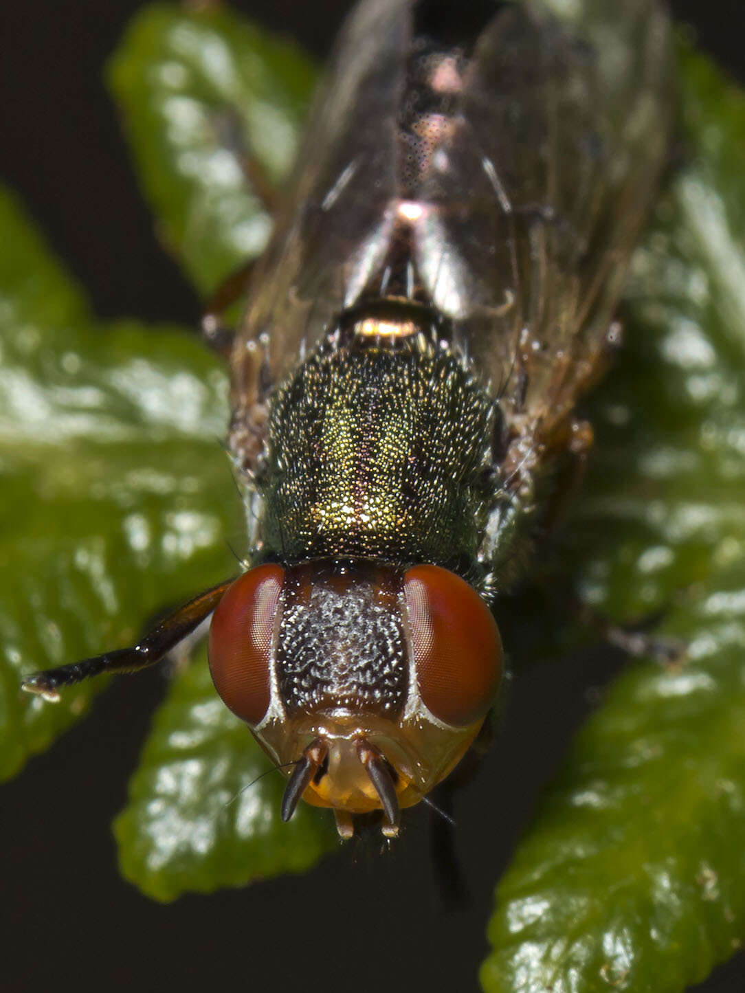 Image of Duomyia decora (Macquart 1846)