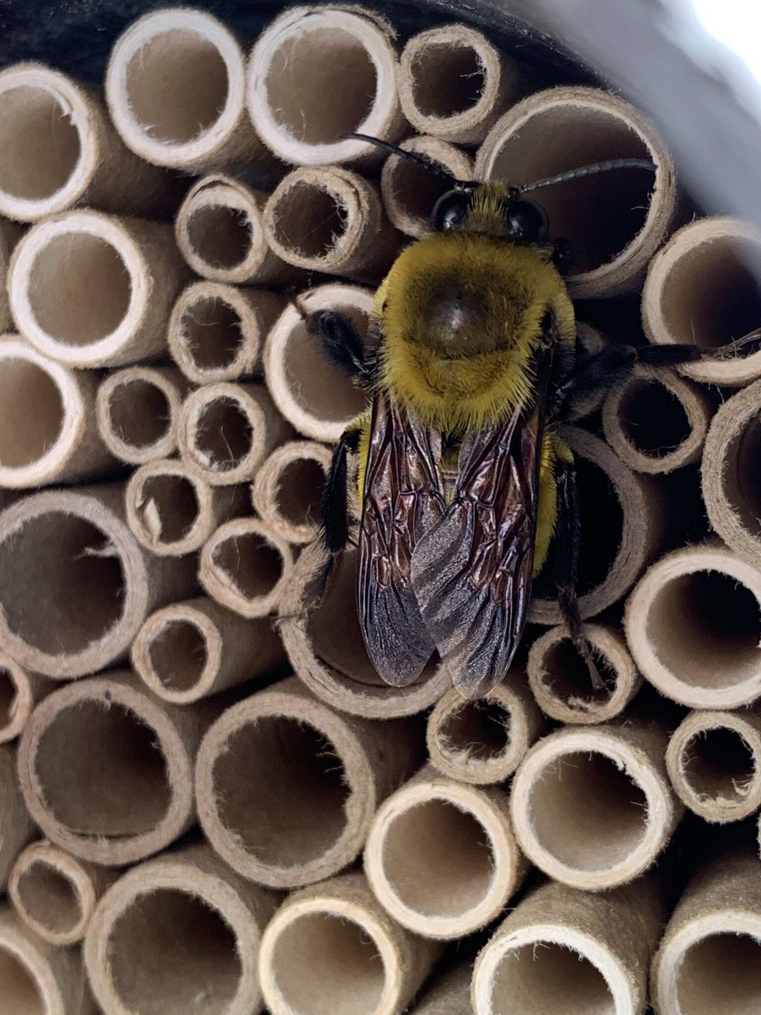 Image de Bombus morrisoni Cresson 1879