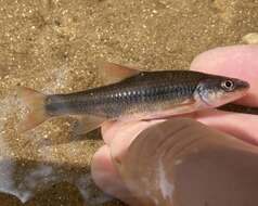 Image of Highback Chub