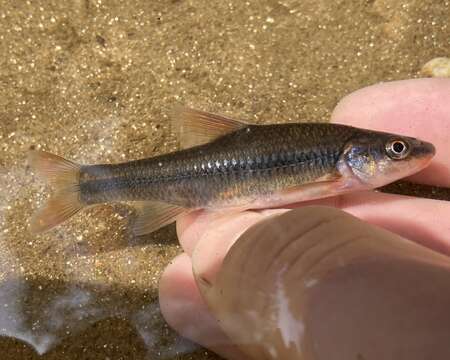 Sivun Hybopsis hypsinotus (Cope 1870) kuva