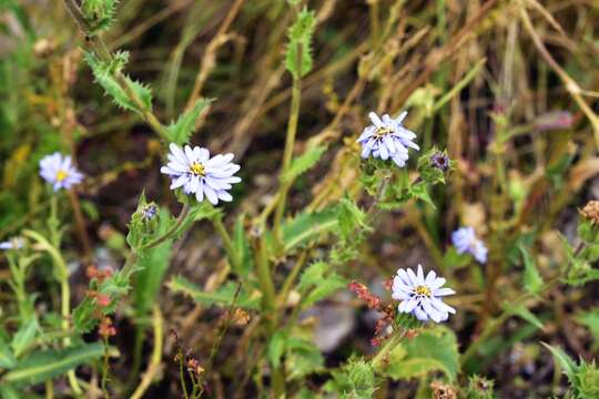 Image of Perezia multiflora subsp. multiflora