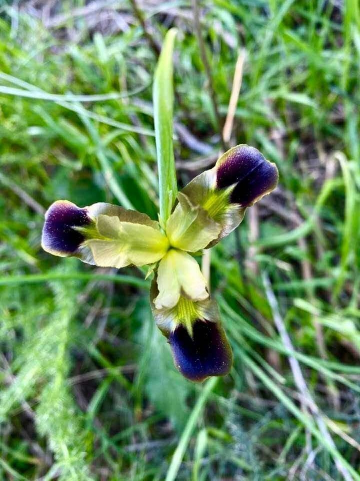 Image de Iris tuberosa L.