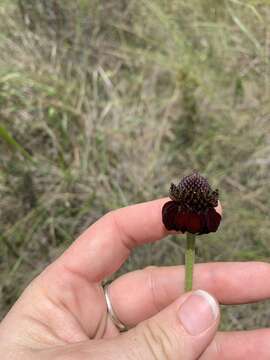 Image of Grass-Leaf Coneflower