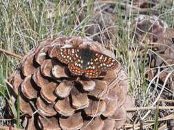 Image de Euphydryas editha (Boisduval 1852)