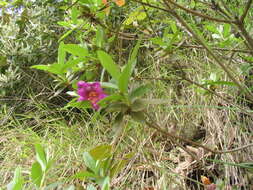 Imagem de Rhododendron lepidotum Wall.