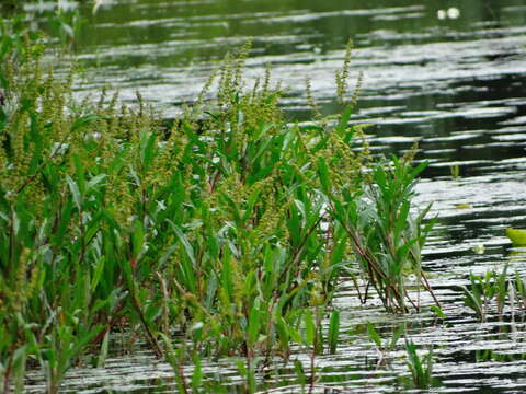 Rumex verticillatus L.的圖片