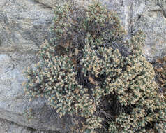 Image of Ericameria cuneata var. cuneata