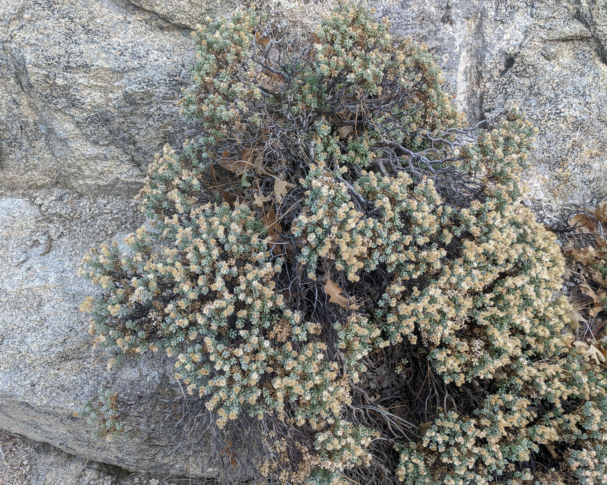 Image of Ericameria cuneata var. cuneata