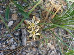 Sivun Triteleia ixioides (Dryand. ex W. T. Aiton) Greene kuva