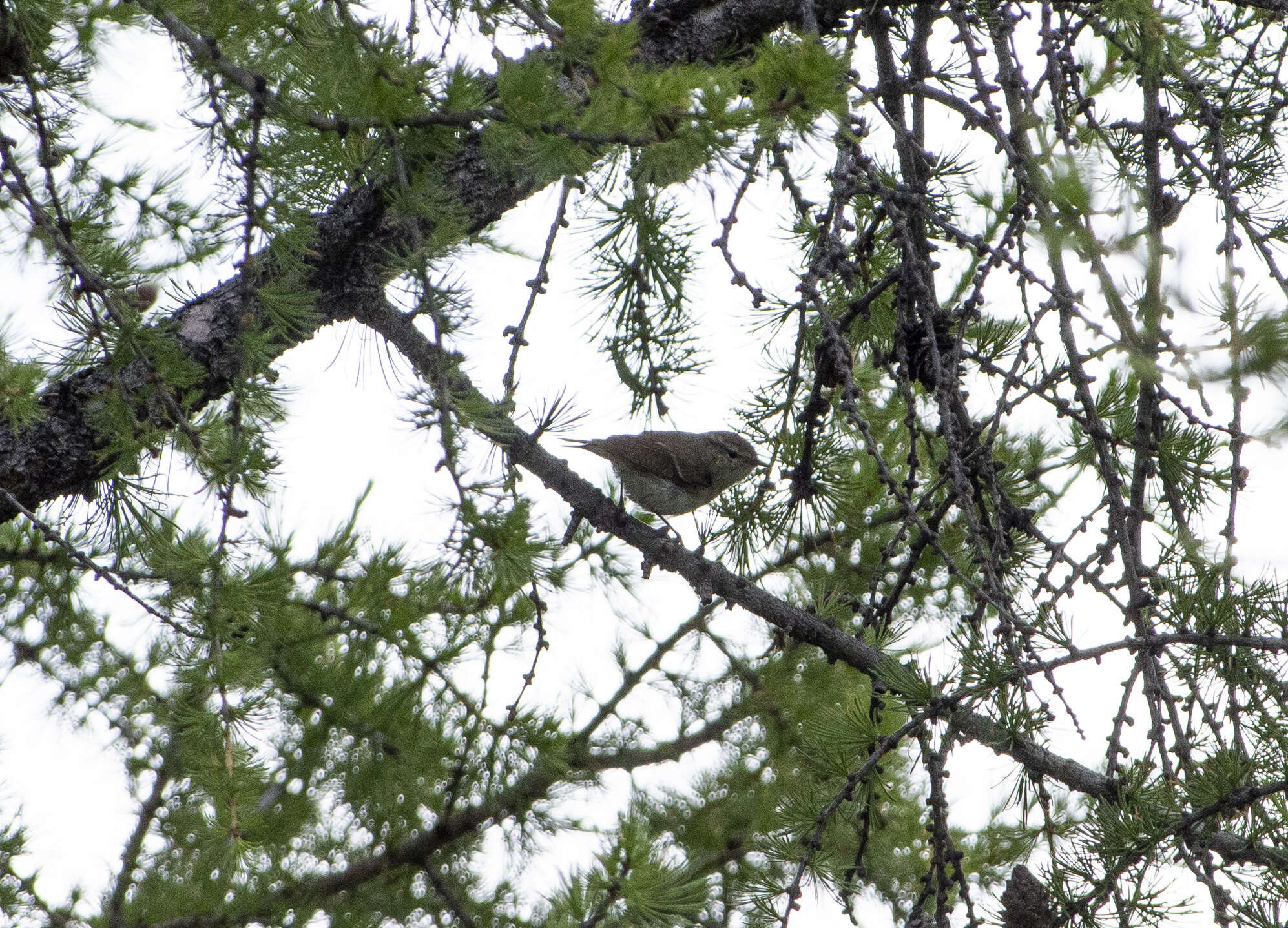 Image of Hume's Leaf Warbler