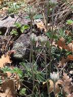 Imagem de Antennaria marginata Greene