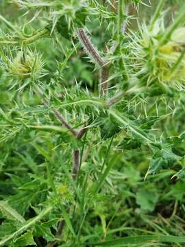 Image of Cirsium obvallatum (M. Bieb.) M. Bieb.