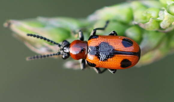 Image of <i>Crioceris quinquepunctata</i>