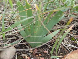 Freesia corymbosa (Burm. fil.) N. E. Br. resmi