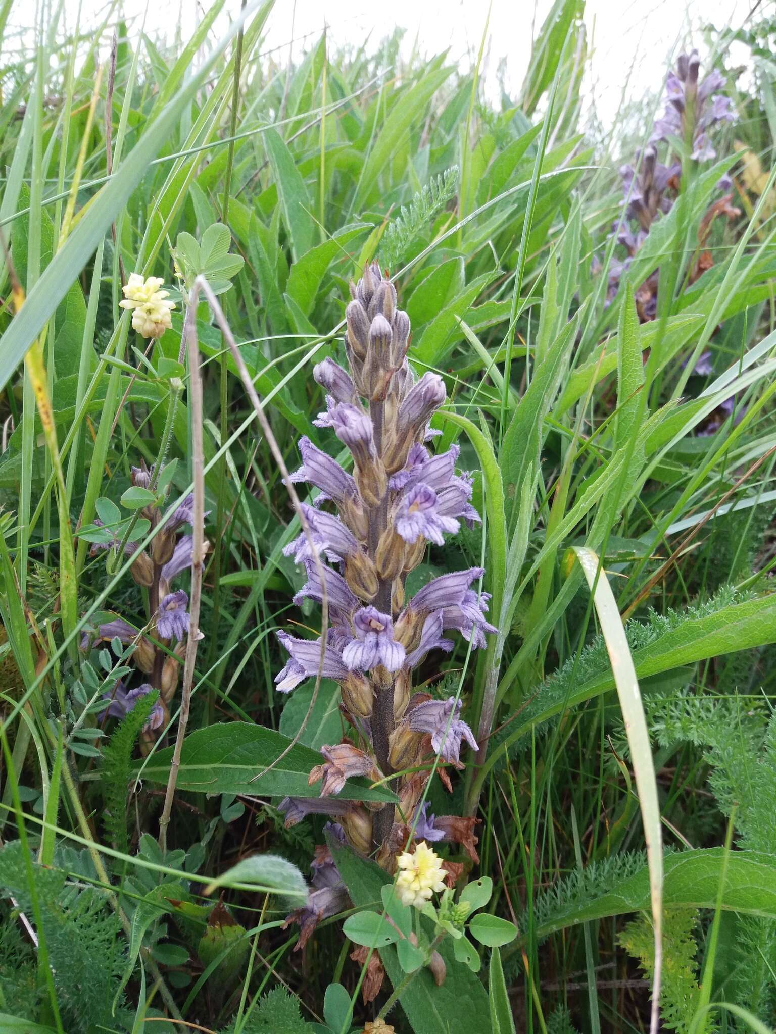 Image of Phelipanche purpurea subsp. purpurea