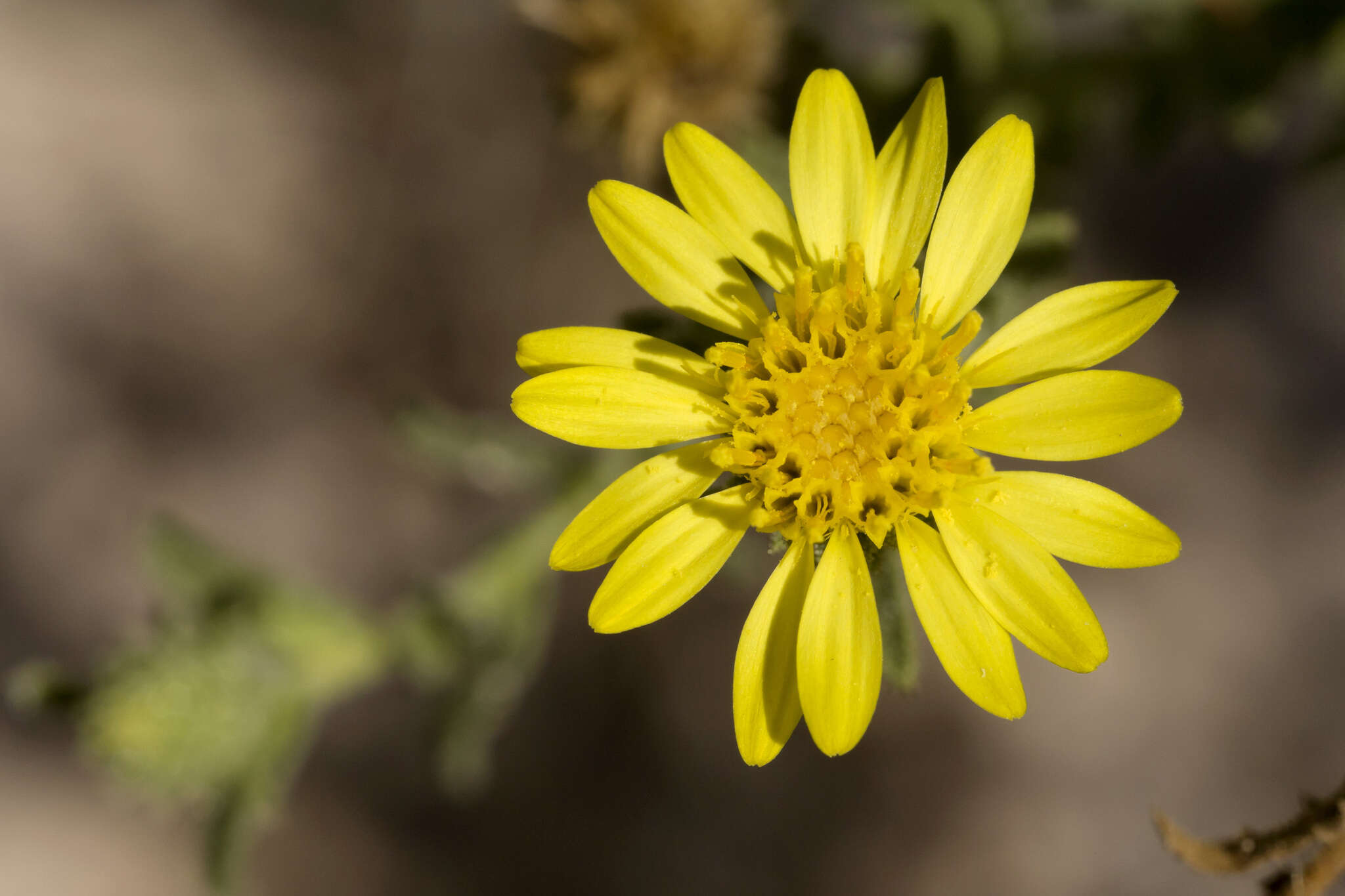 Plancia ëd Xanthisma viscidum (Wooton & Standl.) D. R. Morgan & R. L. Hartm.