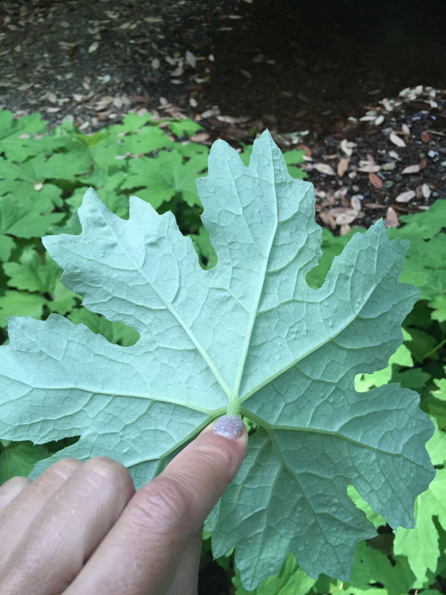 Image of arctic sweet coltsfoot