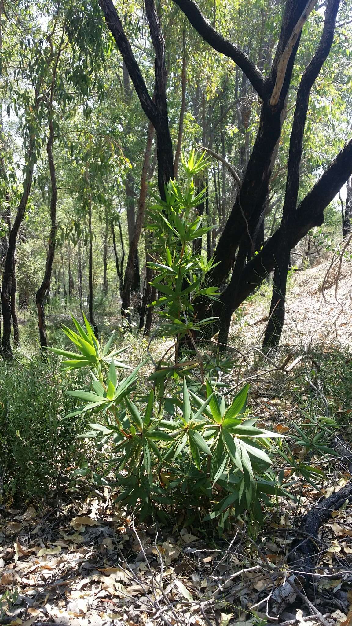 Sivun Leucopogon verticillatus R. Br. kuva