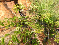 Image of Searsia rigida (Mill.) F. A. Barkley