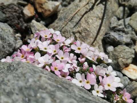 Image of Androsace alpina (L.) Lam.