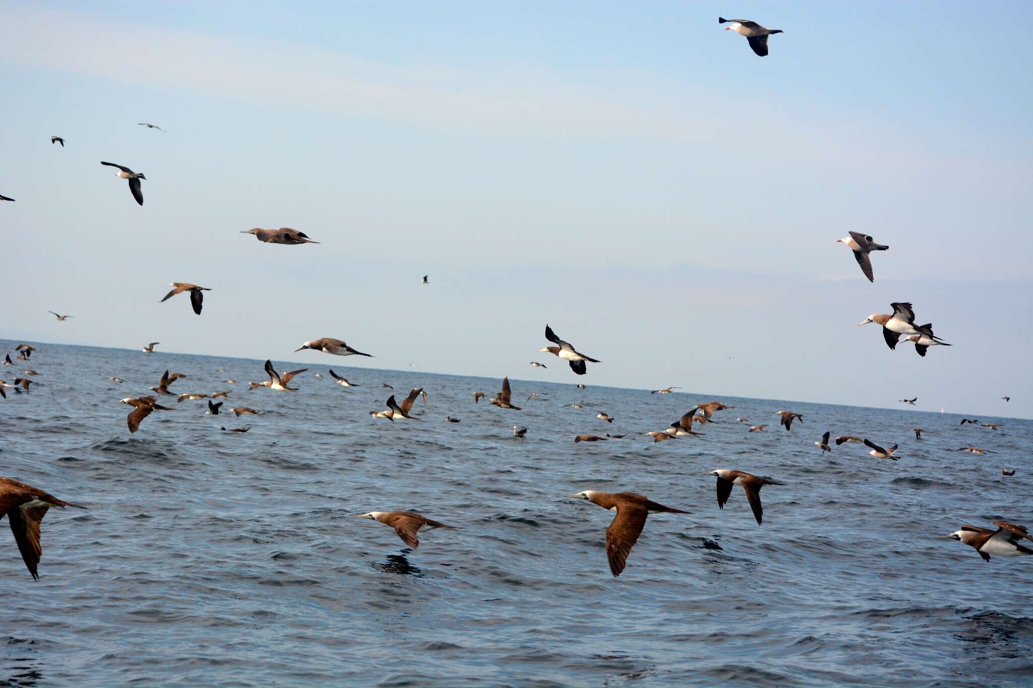 Image of Brewster's Brown Booby