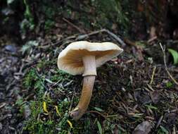 Image of Armillaria limonea (G. Stev.) Boesew. 1977