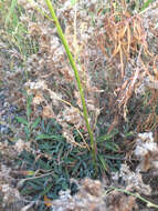 Image of silverleaf phacelia