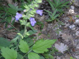 Image of Salvia tomentosa Mill.