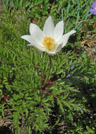 Imagem de Pulsatilla alpina (L.) Delarbre