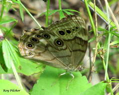 Image of Lethe anthedon (A. Clark 1936)