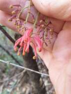 Image of Grevillea rhyolitica R. O. Makinson