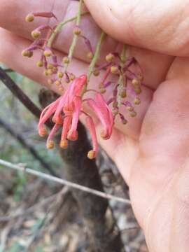 Image of Grevillea rhyolitica R. O. Makinson