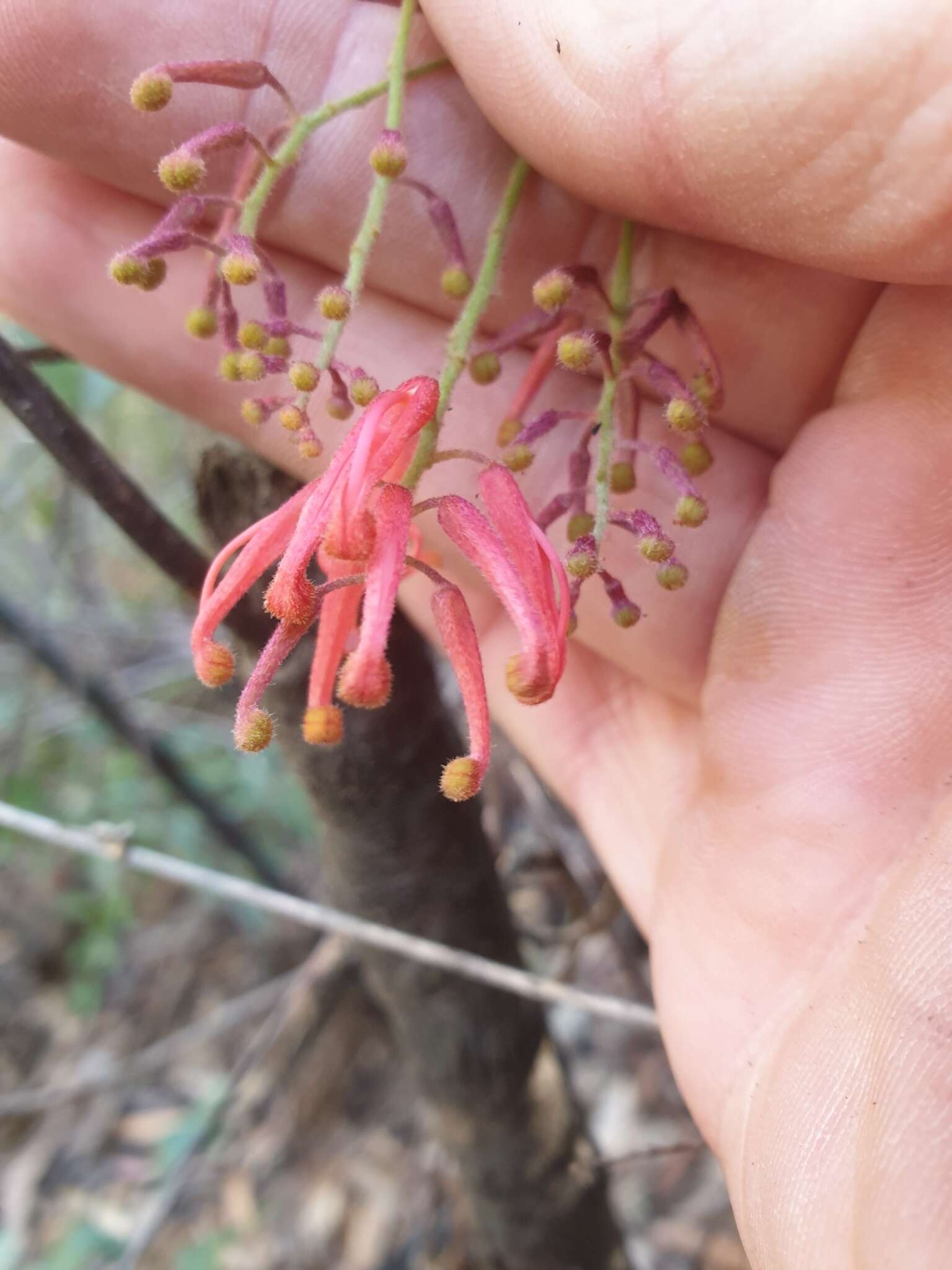 Imagem de Grevillea rhyolitica R. O. Makinson