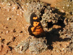 Image of Acraea acerata Hewitson 1874