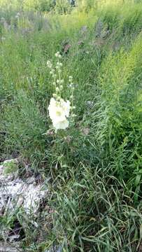 Image of Alcea rugosa Alef.